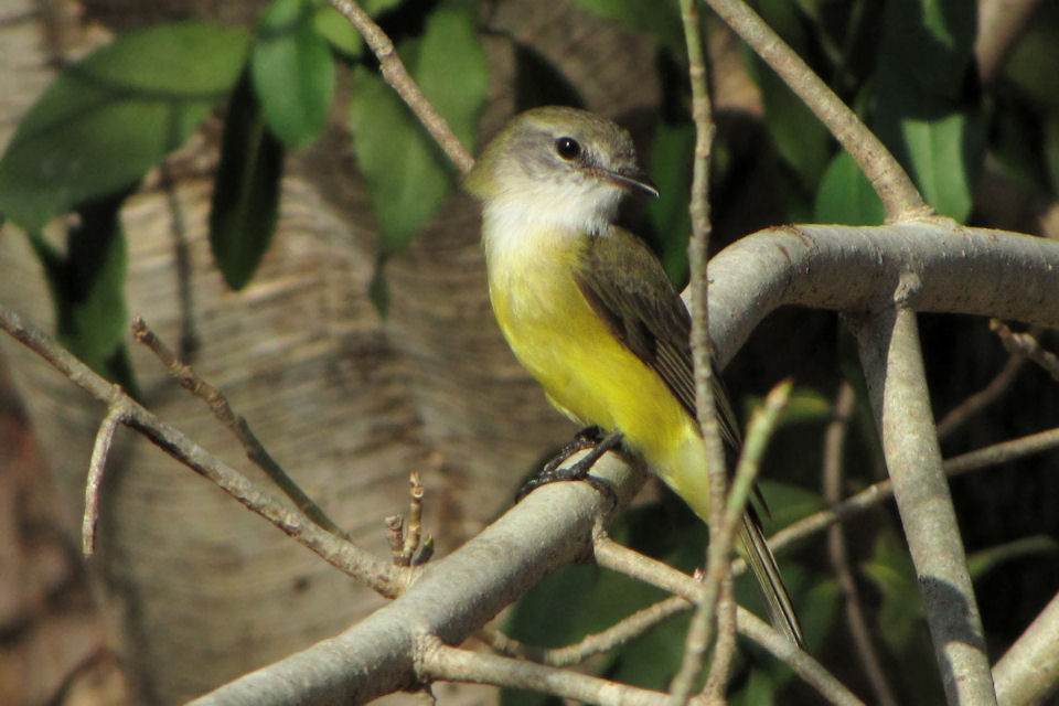 Lemon-bellied Flycatcher (Microeca flavigaster)